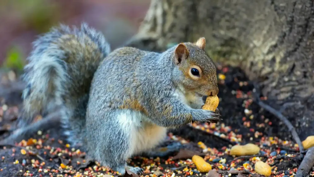 squirrel_peanuts