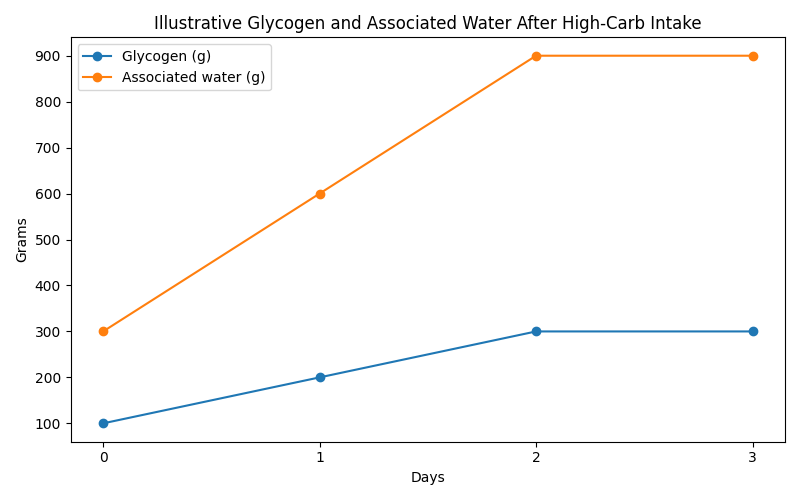 Line chart showing relationship between glycogen storage and associated water weight after increased carbohydrate intake.